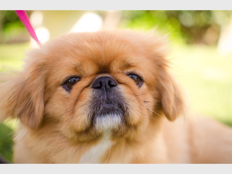 Peke fun day to raise funds | Kempton Express