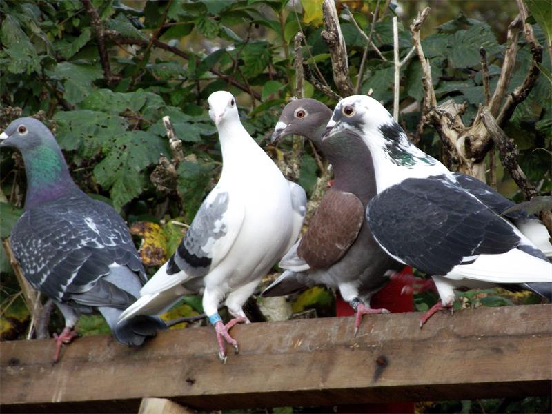 Middledistance pigeon races kick off Kempton Express